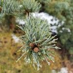 Pinus parviflora Blatt