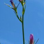 Campanula bertolae Хабит