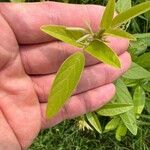 Desmodium glabellum Leaf