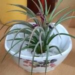 Tillandsia ionantha葉