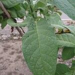 Nicotiana tabacum 叶