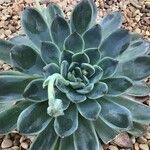 Echeveria elegans पत्ता