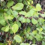 Lonicera caprifolium Leaf