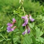 Vicia cassubica Deilen