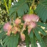 Albizia julibrissinപുഷ്പം