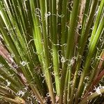 Agave geminiflora Hoja