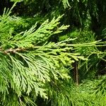 Calocedrus decurrens Leht