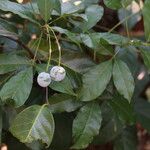Maerua bussei Frukto