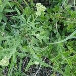 Helichrysum globosum Leaf