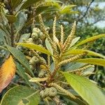 Myrica cerifera Flower