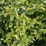 Sarcococca pruniformis Fuelha