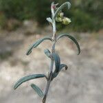Helianthemum violaceum Кора