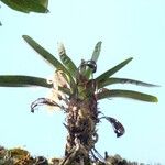 Jumellea triquetra Habitatea