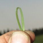 Digitaria monodactyla Leaf