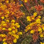 Aeonium spathulatum Flors