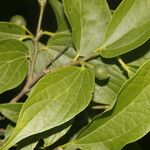 Celtis caudata Ліст