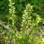 Platanthera flava Floare