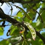 Cercis occidentalis Fruitua