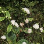 Lepidaploa tortuosa Flower
