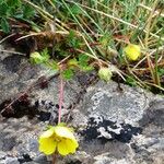Potentilla pyrenaica Flower