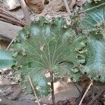 Farfugium japonicum Folha