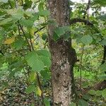 Pterostyrax corymbosus Habitus