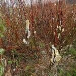 Salix hastata Bark