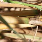 Arundo micrantha Arall