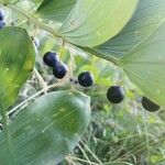 Polygonatum odoratum Fruto