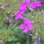 Phlox pilosa Květ