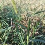 Setaria pumila 葉