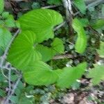 Dioscorea villosa Blatt