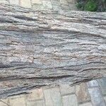 Grevillea robusta Bark