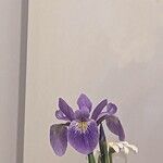 Iris versicolor Žiedas