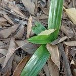 Chloraea membranacea Leaf