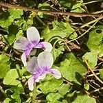 Viola hederacea Kukka