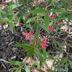 Ceratopetalum gummiferum Hoja