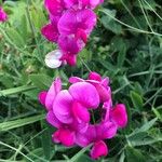 Lathyrus odoratus Cvet