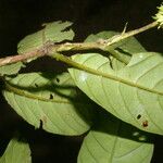 Bertiera bracteosa Leaf