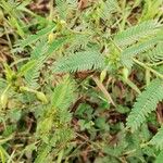 Chamaecrista mimosoides Лист