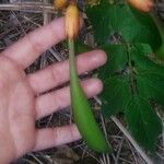 Campsis radicans Fruit