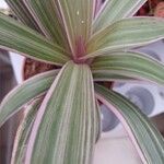 Tradescantia spathacea ഇല