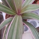 Tradescantia spathacea Folha