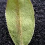 Salix obscura Leaf