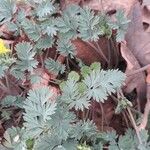 Corydalis flavula Leaf