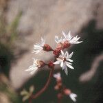 Lithophragma glabrum Flor