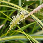 Carex morrowii പുഷ്പം