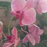 Phalaenopsis spp. Lorea