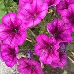 Petunia × atkinsianaപുഷ്പം