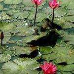 Nymphaea rubra ᱵᱟᱦᱟ